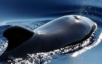 5-whale.jpg