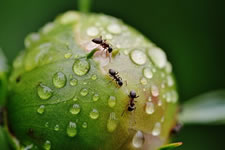 8-ants.jpg