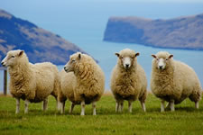 8-sheep.jpg