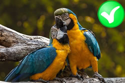 can-parrots.jpg
