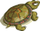 a-tortoise.gif