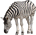 a-zebra.gif