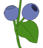 blueberry-2.gif