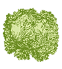 lettuce-2.gif