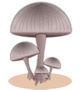 mushrooms-2.gif