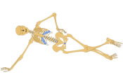 skeleton-120.jpg