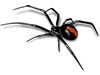 spider-75.jpg