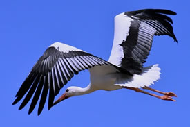 present-storks.jpg